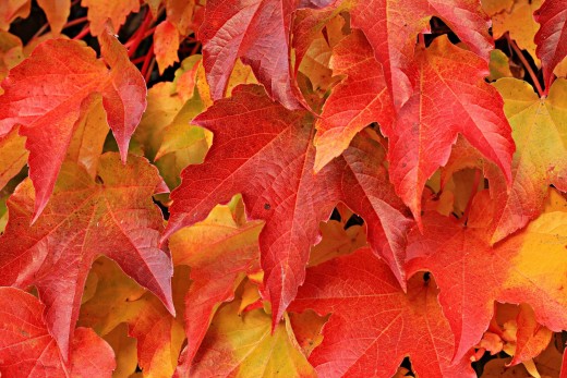 Autumn hiring surge or a dome of caution? My latest market appraisal